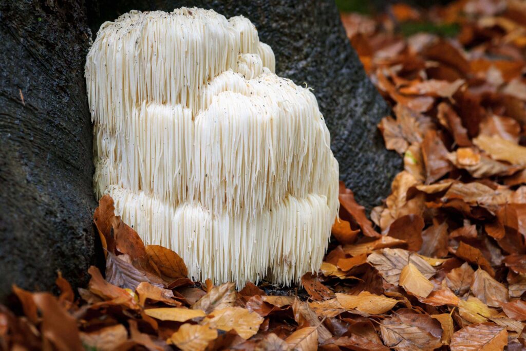 Lion's Mane mushroom in the woods by a tree