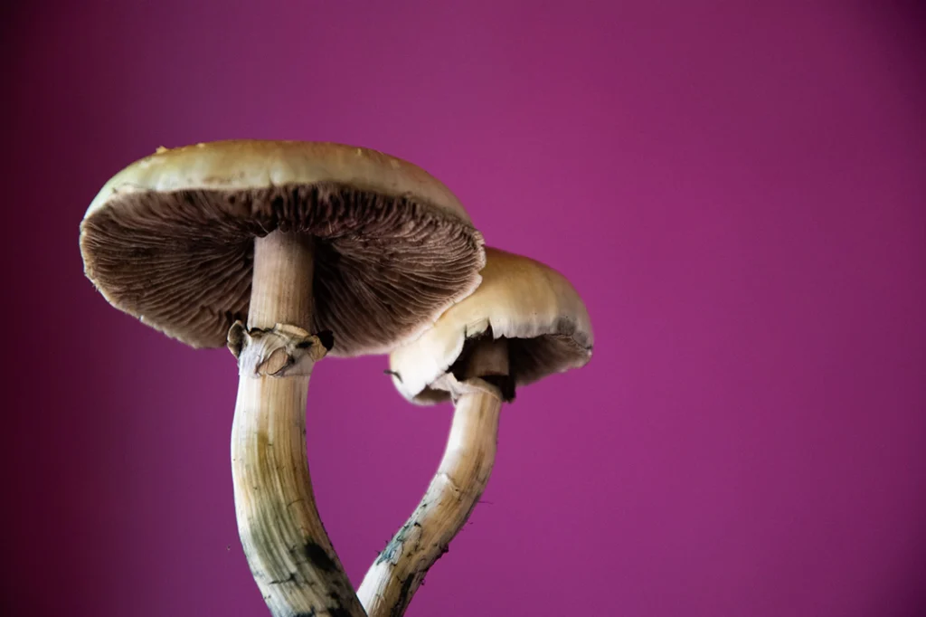 Two psychedelic mushrooms against a purple background
